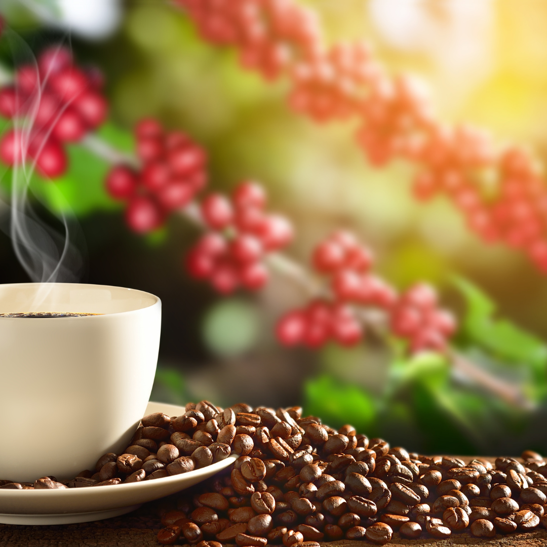 Produtores de café arábica recebem 21 compradores internacionais no Sudeste do país